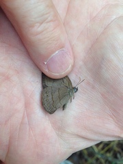 Nhambikuara cerradensis