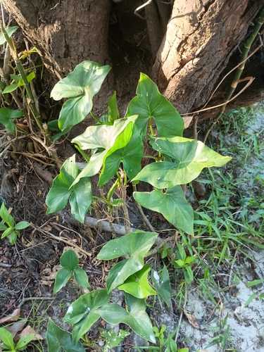 Montrichardia arborescens observed 2026-10-12