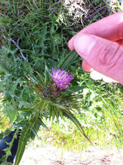 Carduus tenuiflorus