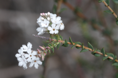 Leucopogon glabellus observed 2026-10-04