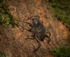 Onidistus araneus