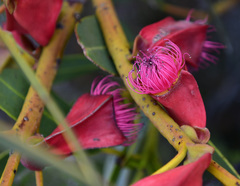 Eucalyptus tetraptera