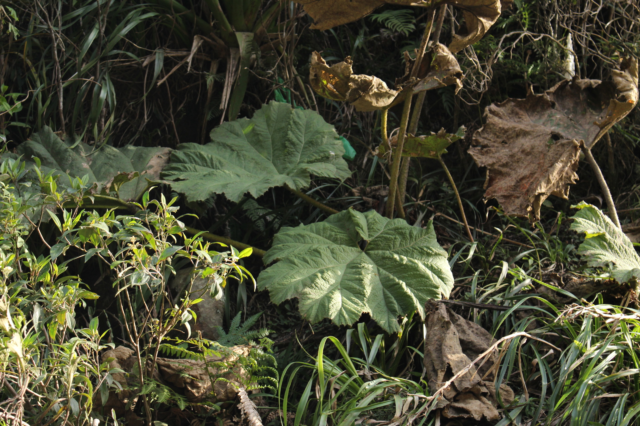 Gunnera manicata