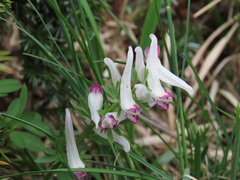 Corydalis densiflora