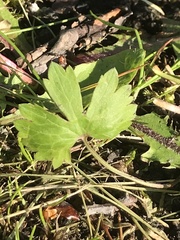 Ranunculus auricomus