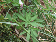 Corydalis densiflora