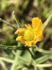 Ranunculus auricomus