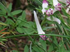 Corydalis densiflora