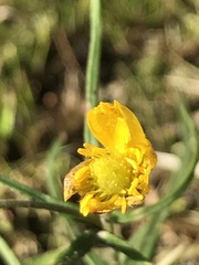 Ranunculus auricomus