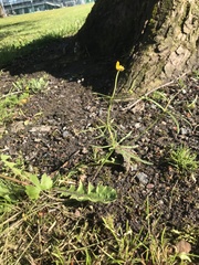Ranunculus auricomus