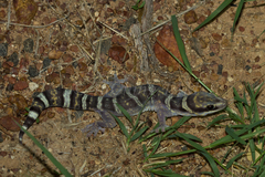 Oedura
