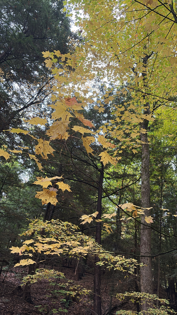 A photograph from Oct 12, 2026 near Burlington, Shelburne & Lake Champlain, where the observer’s point is approximate.
