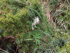 Corydalis densiflora