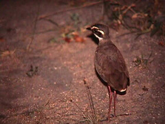 Rhinoptilus chalcopterus