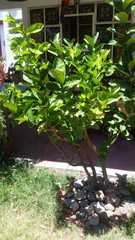 Citrus × aurantiifolia