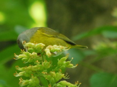 Leiothlypis ruficapilla