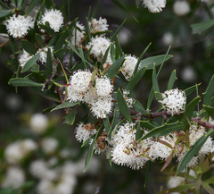 Hakea nitida