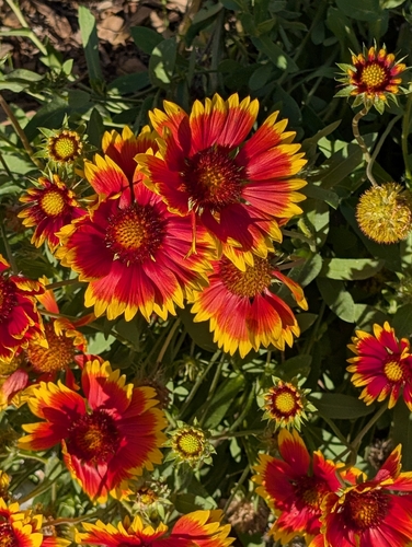 firewheel