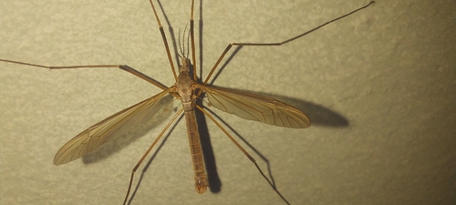 European Crane Fly