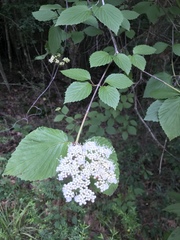 Viburnum scabrellum