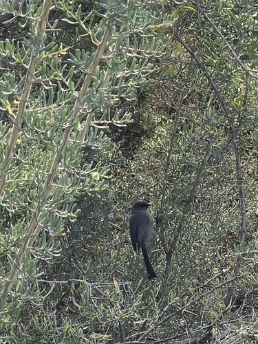 Bushtit