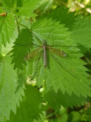 Tipula luna