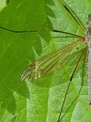 Tipula luna