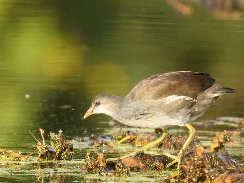 Common Gallinule
