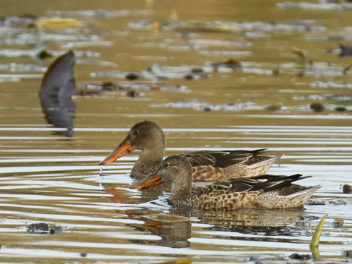 Northern Shoveler