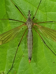Tipula luna
