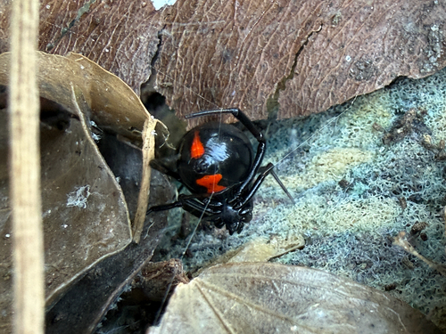 Southern Black Widow