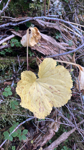 Nephrophyllidium crista-galli observed 2026-10-10