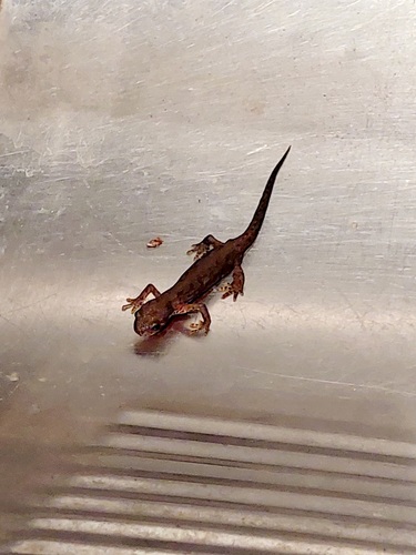 Alpine Newt