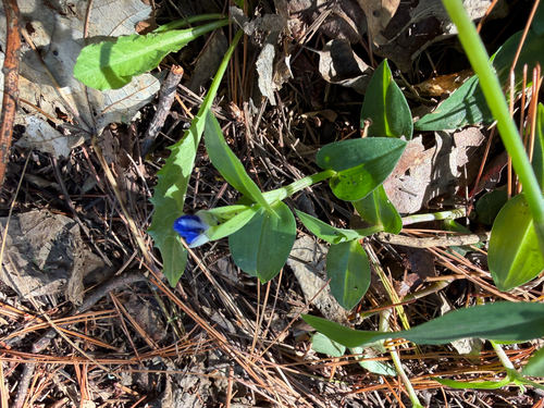 Asiatic dayflower