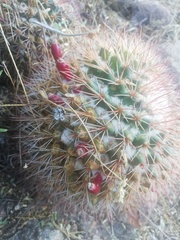 Mammillaria wagneriana