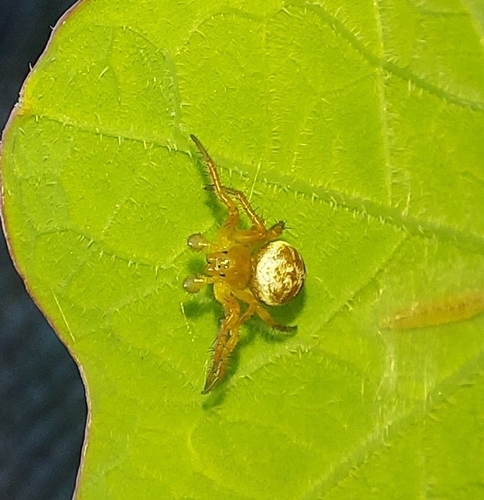 Six-spotted Orbweaver