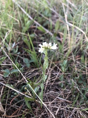 Noccaea fendleri