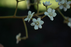 Nectandra lanceolata