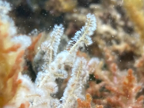 Wrangelia observed 2026-10-12