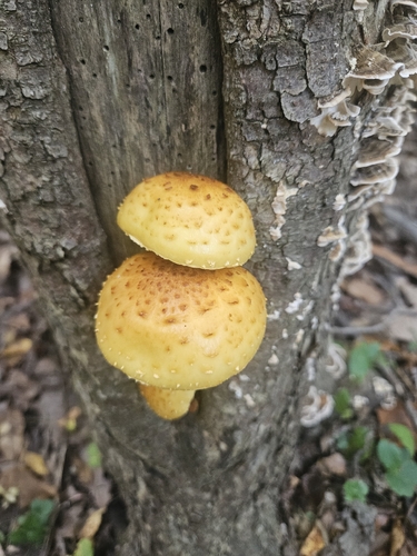 Golden Pholiota