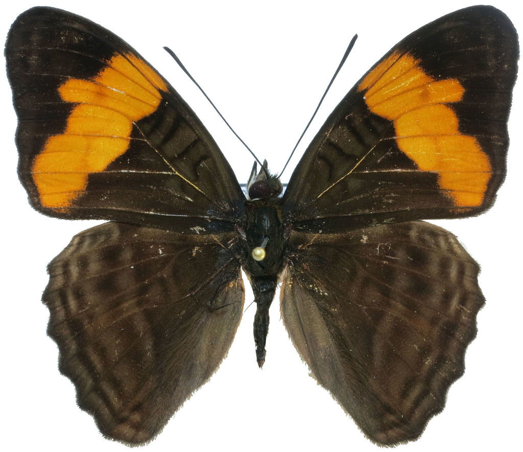 Adelpha saundersii