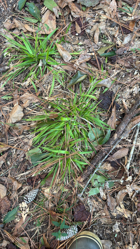 Dichanthelium laxiflorum, 2026-10-12