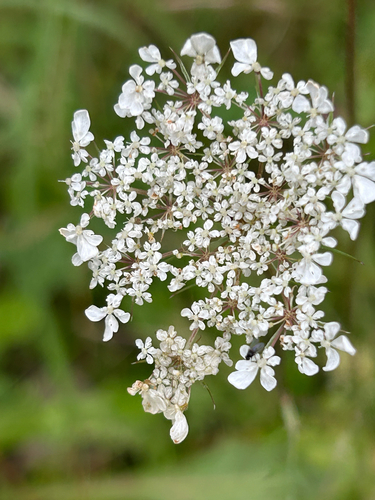 wild carrot