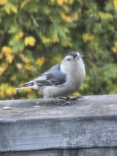 White-breasted Nuthatch