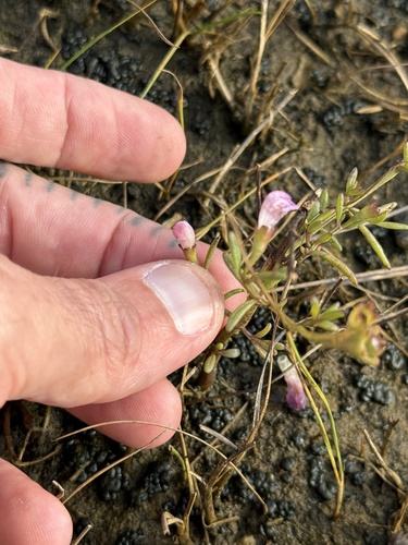 Saltmarsh False Foxglove