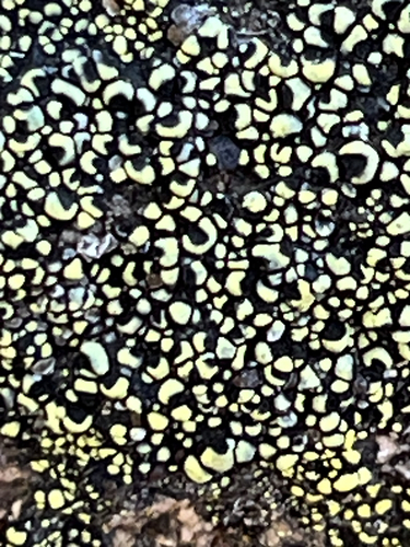 Rhizocarpon lecanorinum observed 2026-10-10