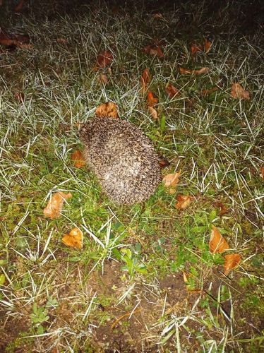 Common Hedgehog