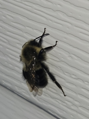 Common Eastern Bumble Bee