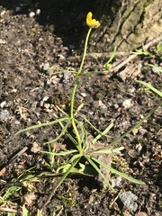 Ranunculus auricomus