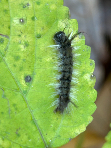 Banded Tussock Moth